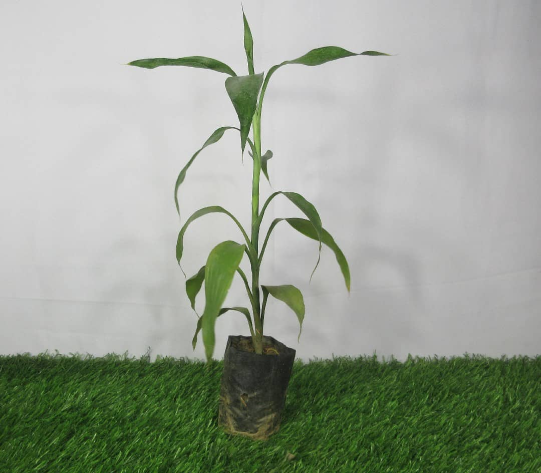 Product Details