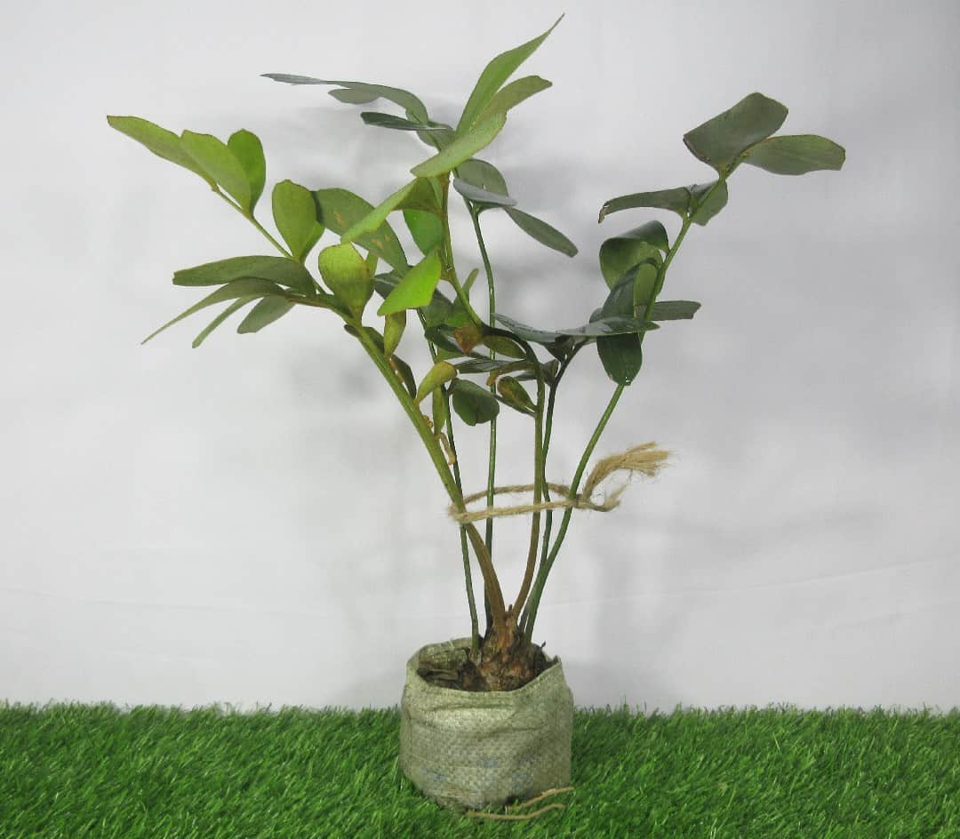 Product Details