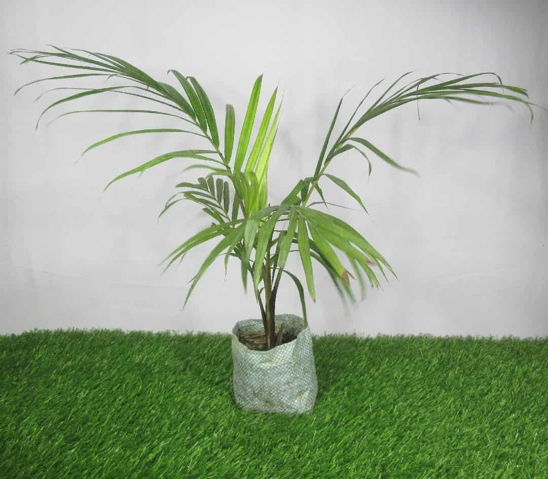 Product Details