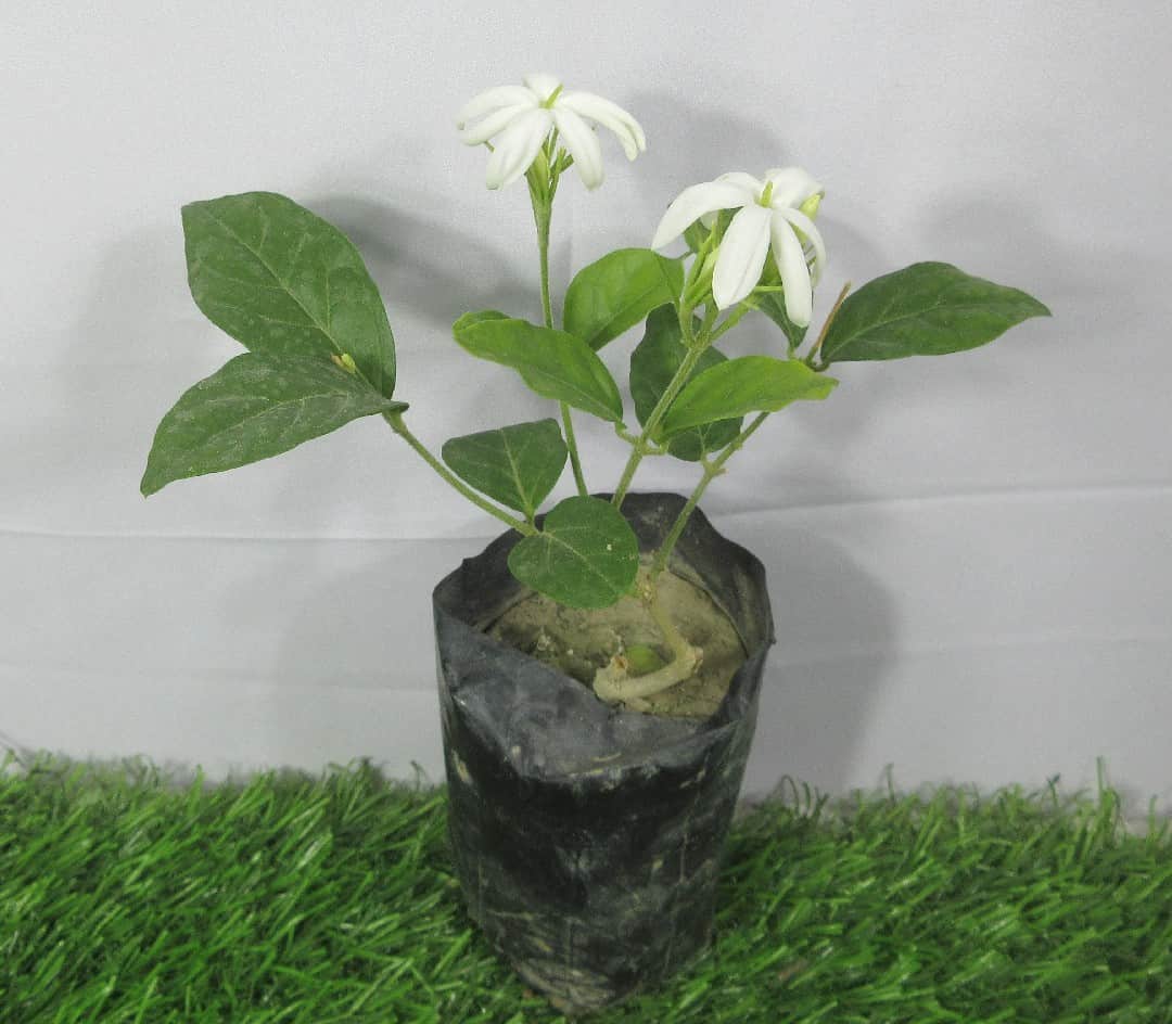 Product Details