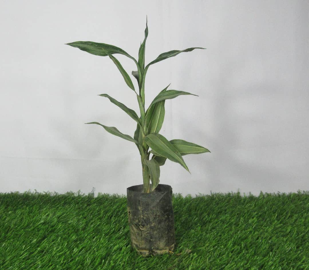 Product Details
