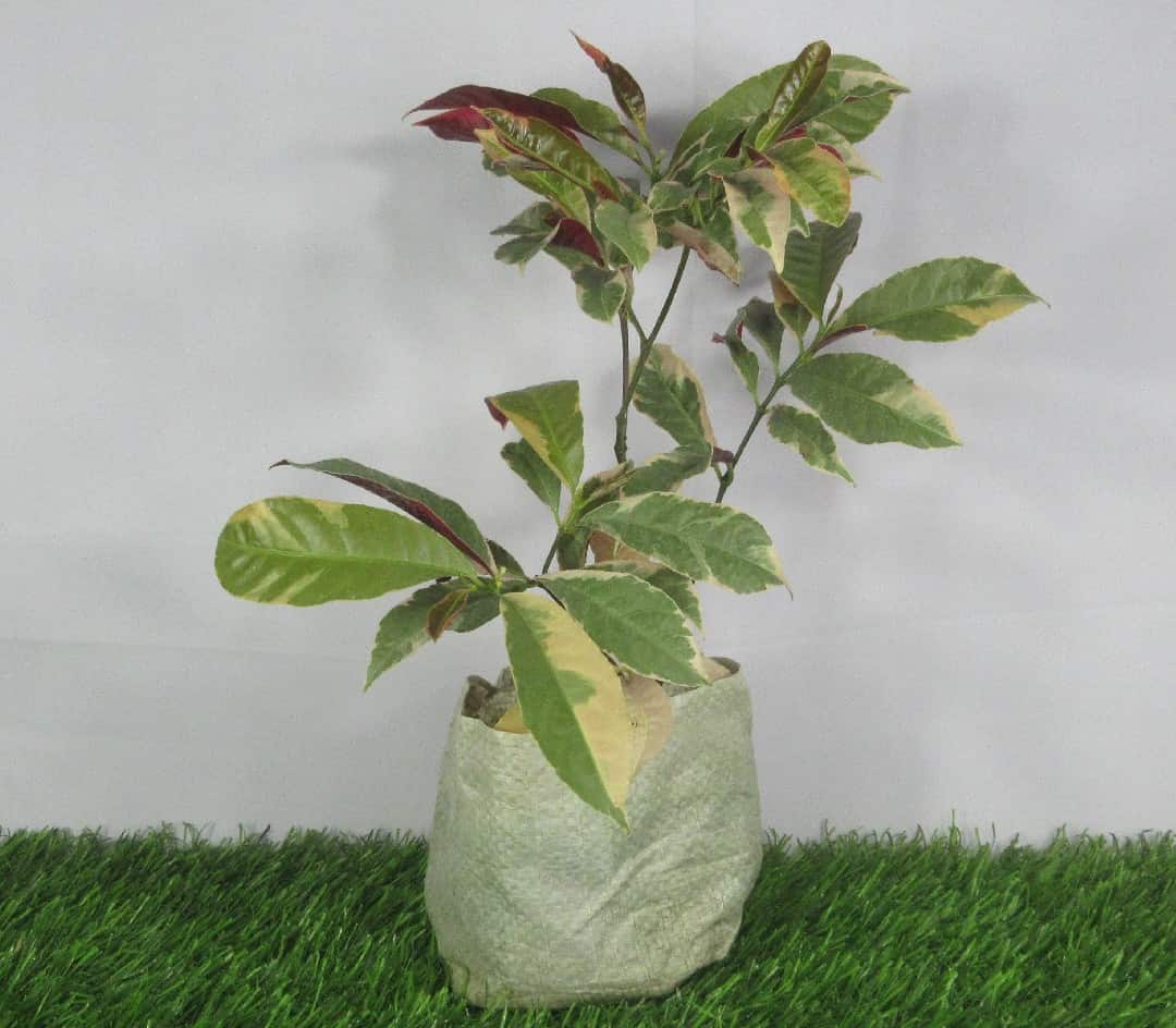 Product Details