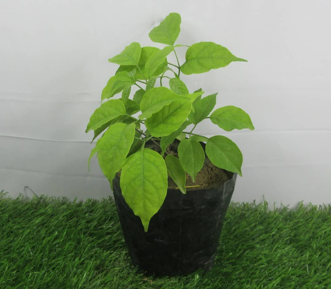 Product Details