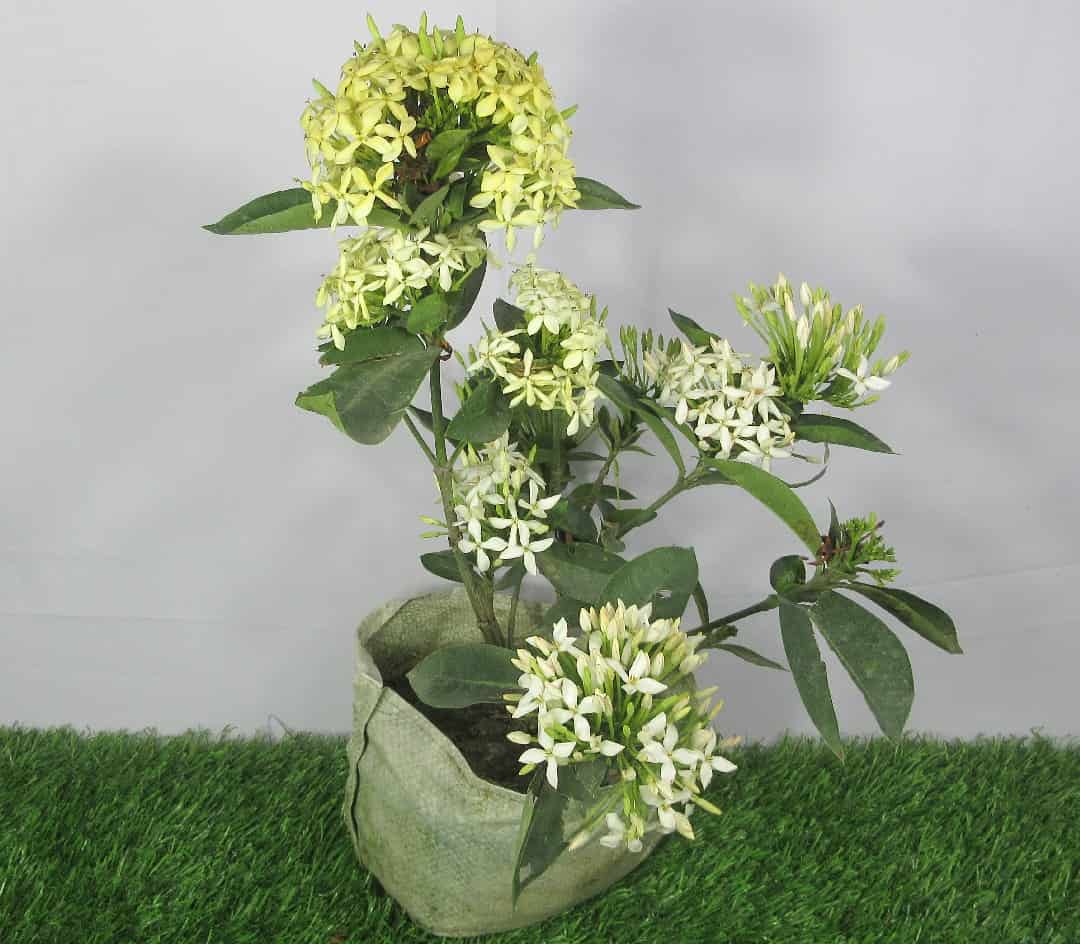 Product Details