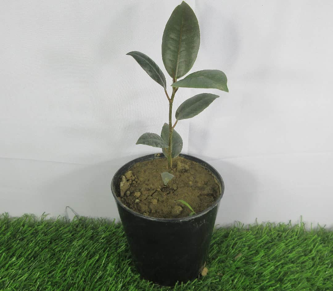 Product Details