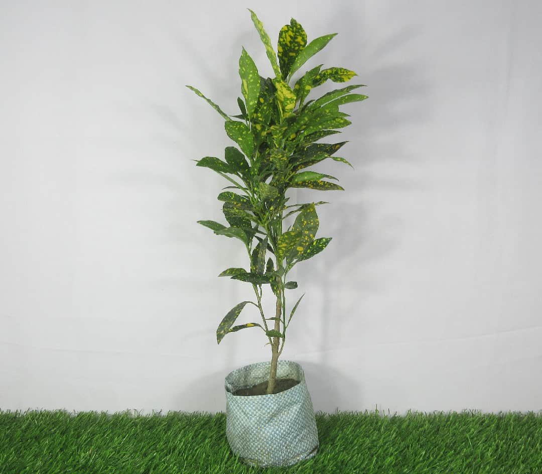 Product Details