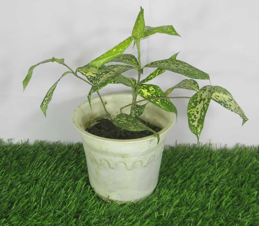 Product Details