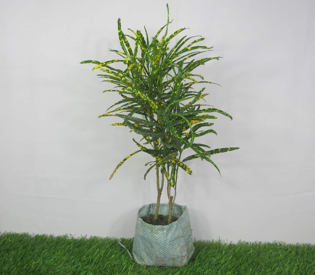 Product Details